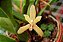 Maxillaria Rufescens - Imagem 3
