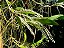 Dendrochilum pallidiflavens - Imagem 3