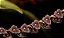 Stelis SP. - Imagem 5