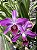 Laelia Striata - Imagem 1