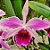 Laelia Striata - Imagem 2