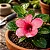 Barleria Vermelha - Barleria repens 'Vermelha' - Imagem 5