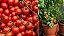 Tomate Cereja -Solanum lycopersicum var. cerasiforme - Imagem 1