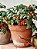 Tomate Cereja -Solanum lycopersicum var. cerasiforme - Imagem 3