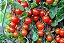 Tomate Cereja -Solanum lycopersicum var. cerasiforme - Imagem 4