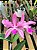 Cattleya tigrina x Cattleya violacea (Var 1) - Imagem 1