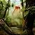 Orquídea Bulbophyllum tingabarinum - Imagem 2