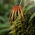Bulbophyllum tingabarinum - Imagem 2