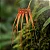 Orquídea Bulbophyllum tingabarinum - Imagem 1