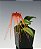 Bulbophyllum tingabarinum - Imagem 3