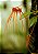 Bulbophyllum tingabarinum - Imagem 1