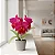 Cattleya BLC Oriental Mambo Rouge - Imagem 3