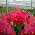 Cattleya BLC Oriental Mambo Rouge - Imagem 4