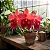 Cattleya BLC Oriental Mambo Rouge - Imagem 2