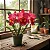 Cattleya BLC Oriental Mambo Rouge - Imagem 1