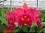 Cattleya BLC Oriental Mambo Rouge - Imagem 1
