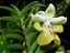 Dendrobium uniflorum - Imagem 4