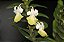 Dendrobium uniflorum - Imagem 2