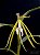 Epidendrum nocturnum - Imagem 3
