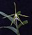Epidendrum nocturnum - Imagem 1