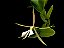 Epidendrum nocturnum - Imagem 6