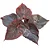 Bulbo de Caladium Dark Choco - Imagem 1