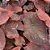 Bulbo de Caladium Dark Choco - Imagem 3