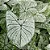 Bulbo de Caladium Allure - Imagem 3