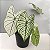 Bulbo de Caladium Allure - Imagem 2