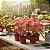 Bulbo de Caladio Thay Beauty (Caladium) - Imagem 2