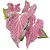 Bulbo de Caladium Thay Beauty - Imagem 1