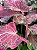 Bulbo de Caladium Thay Beauty - Imagem 3