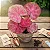 Bulbo de Caladio Thay Beauty (Caladium) - Imagem 1