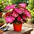 Bulbo de Caladium Pink Panther - Imagem 3