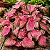 Bulbo de Caladium Pink Panther - Imagem 2