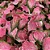 Bulbo de Caladium Pink Panther - Imagem 3