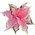 Bulbo de Caladium Pink Panther - Imagem 1