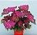Bulbo de Caladium Pink Panther - Imagem 2