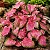 Bulbo de Caladium Pink Panther - Imagem 1