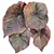 Bulbo de Caladium Mamba Negra (caládio) - Imagem 1