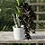 Orquídea Catasetum Negro - Fredclarkeara After Dark "Black Pearl" - Imagem 2
