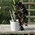 Catasetum Negro - Fredclarkeara After Dark "Black Pearl" - Imagem 2