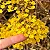 Cipó Ouro - Diplopterys lutea - Imagem 1