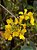 Cipó Ouro - Diplopterys lutea - Imagem 6