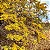 Cipó Ouro - Diplopterys lutea - Imagem 2