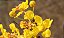 Cipó Ouro - Diplopterys lutea - Imagem 5