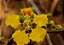 Cipó Ouro - Diplopterys lutea - Imagem 3