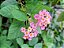 Lantana Rosa - Arbustiva - Imagem 2