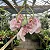 Orquídea Coryanthes schmidtii - Imagem 5