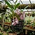 Orquídea Coryanthes schmidtii - Imagem 4